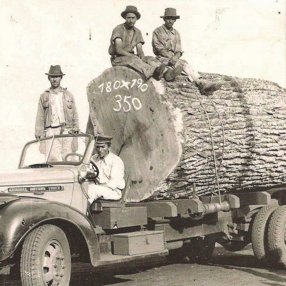 A peroba e a construção da cidade