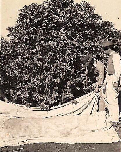 A Colônia Lorena