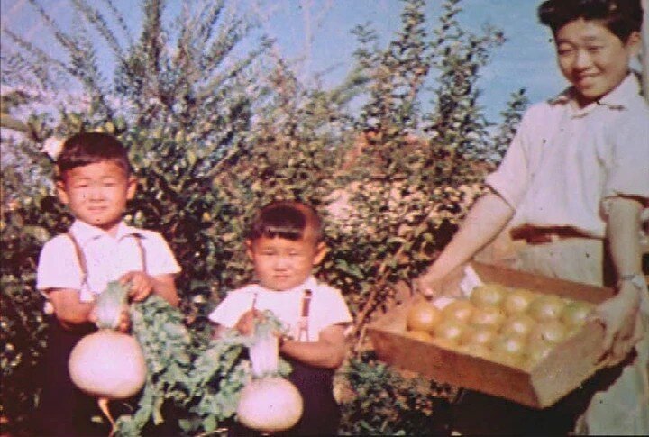 Raízes que vieram do outro lado do mundo: a força dos japoneses na agricultura de Londrina