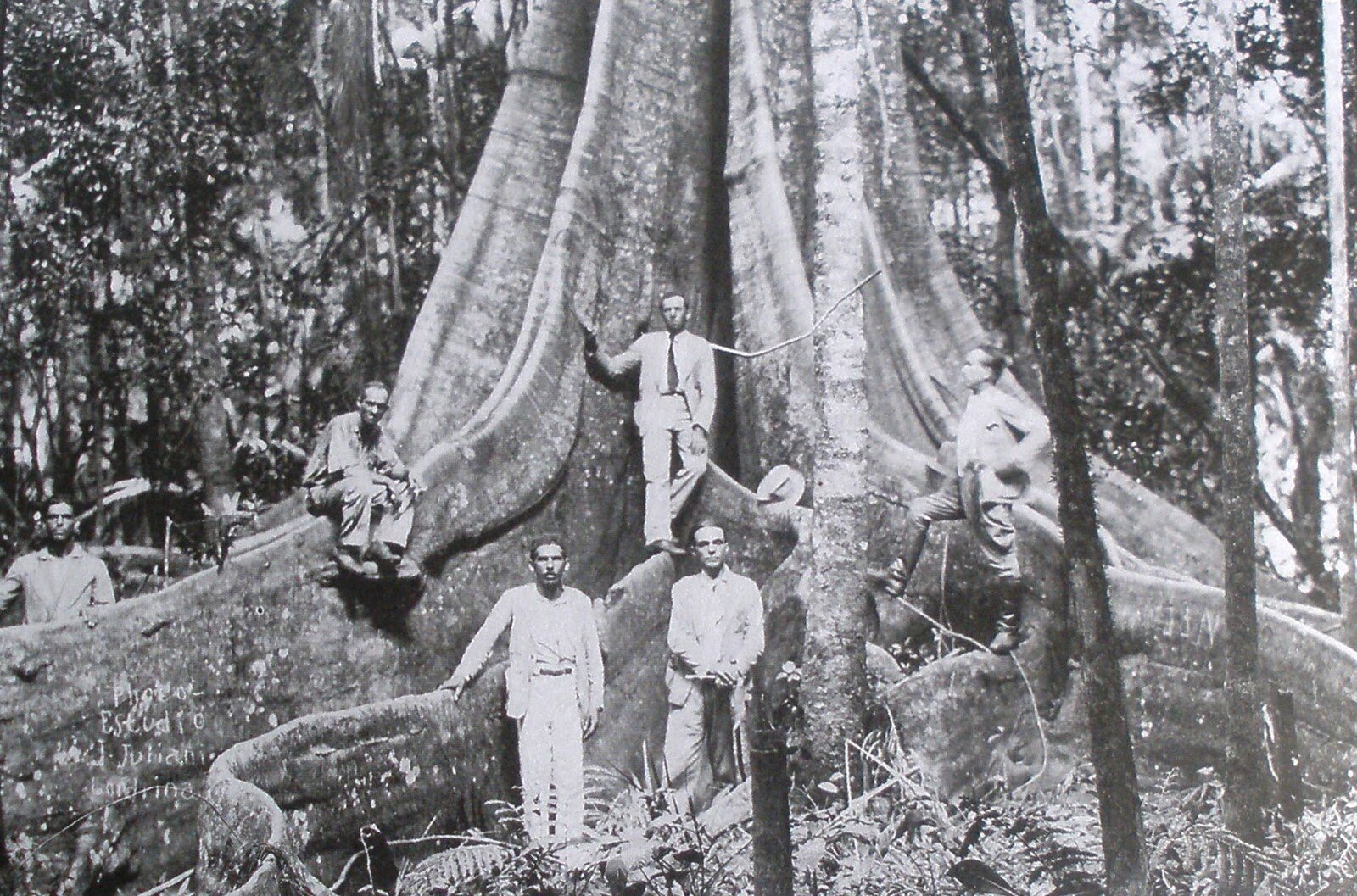 As terras férteis do Norte do Paraná