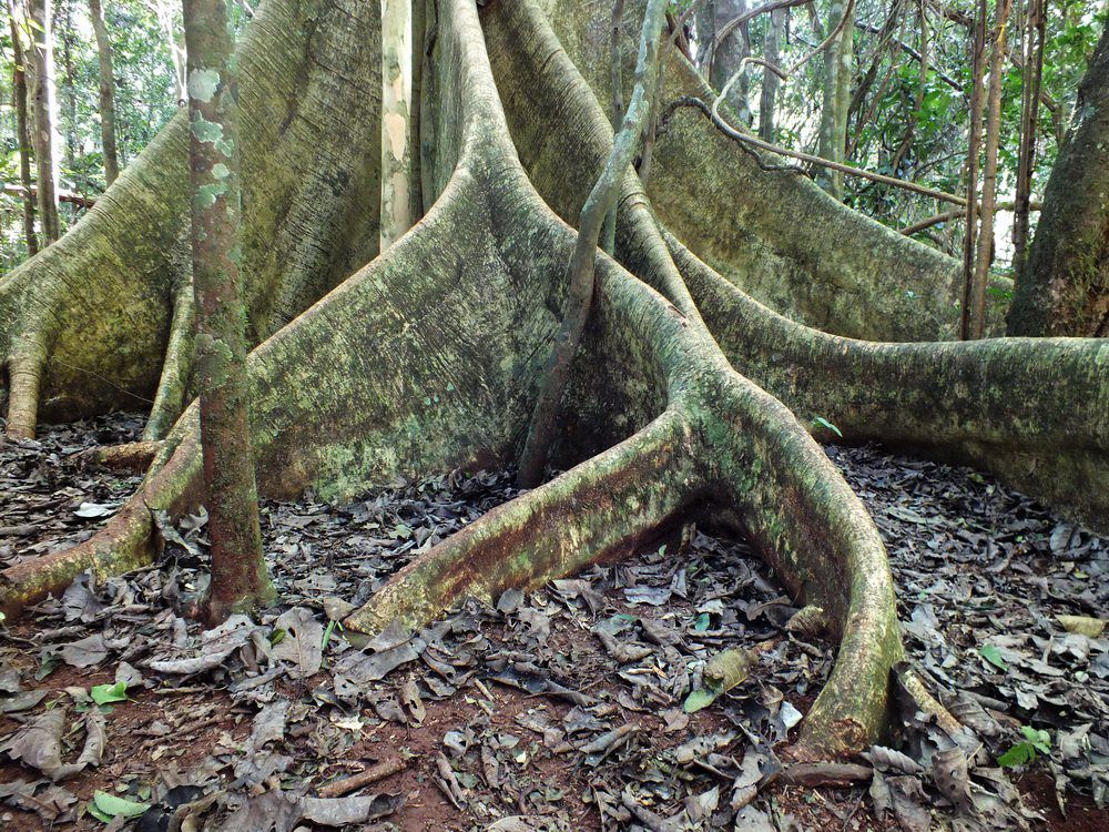 Parque Estadual Mata dos Godoy