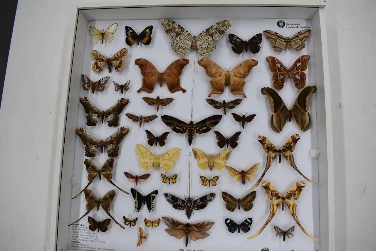 Museu de Zoologia da UEL