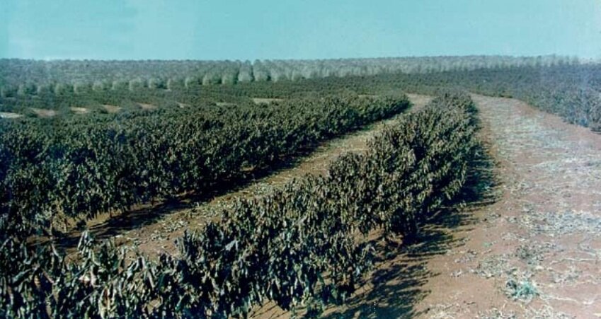 Quando a geada empurrou o campo para a cidade
